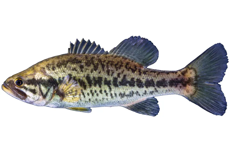 blackbass